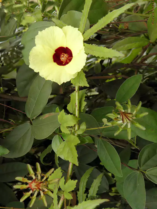 Hibiscus surattensis