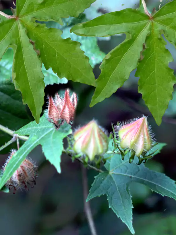 Hibiscus surattensis