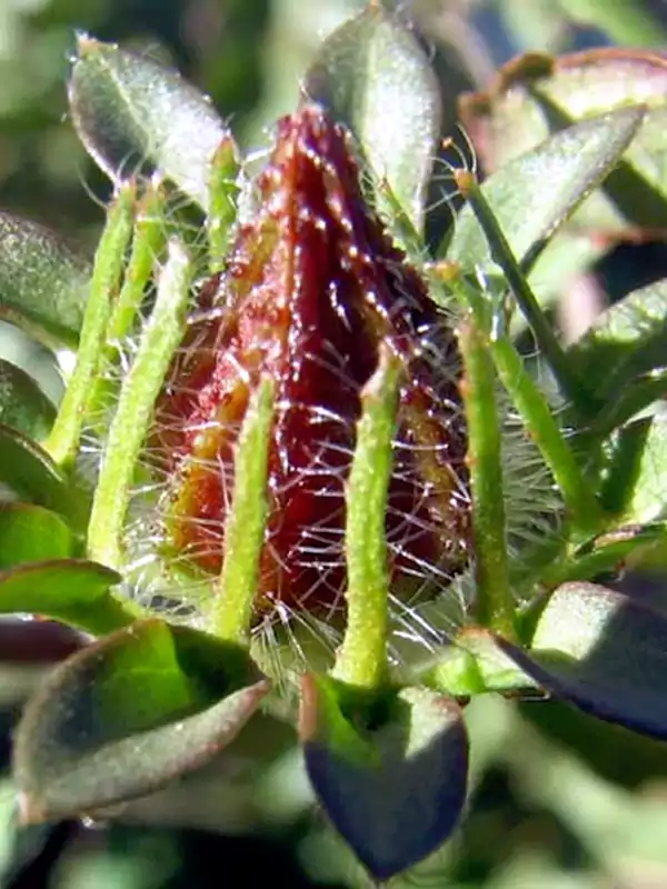 Hibiscus surattensis