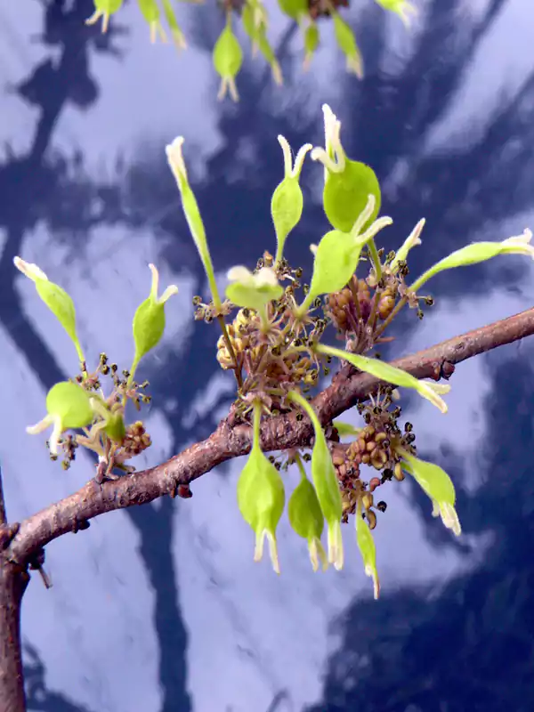 Holoptelea integrifolia