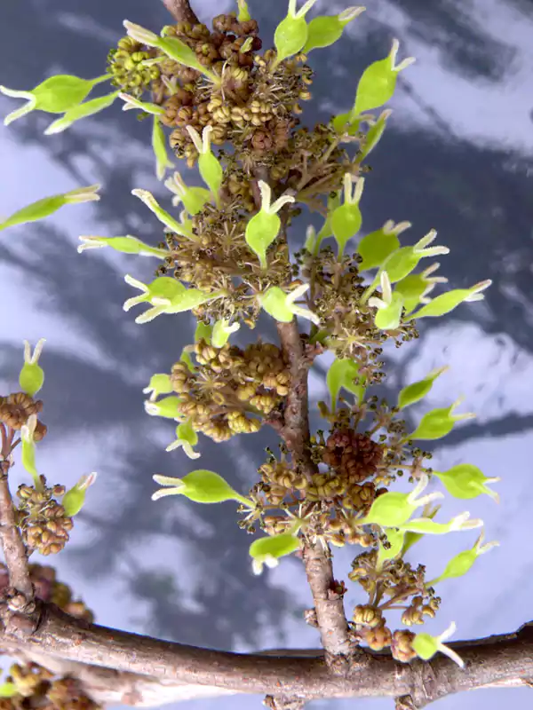 Holoptelea integrifolia