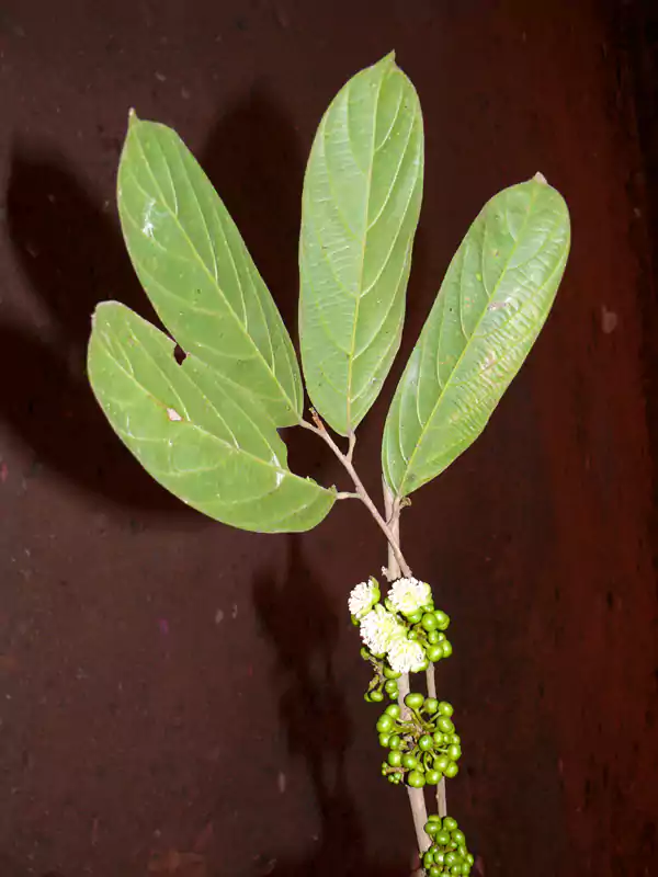 Hydnocarpus macrocarpa