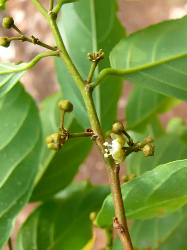 Hydnocarpus pentandrus