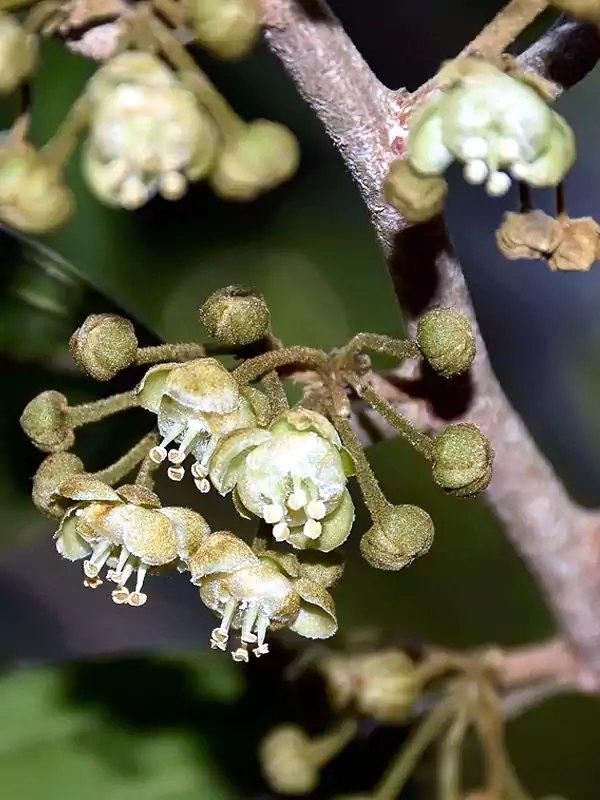 Hydnocarpus pentandrus