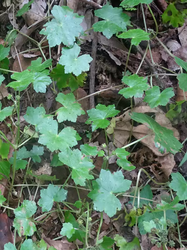 Hydrocotyle javanica