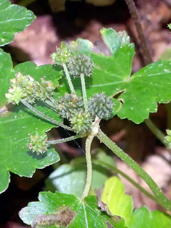 Hydrocotyle javanica