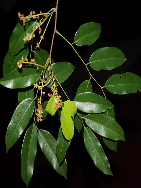 Kingiodendron pinnatum