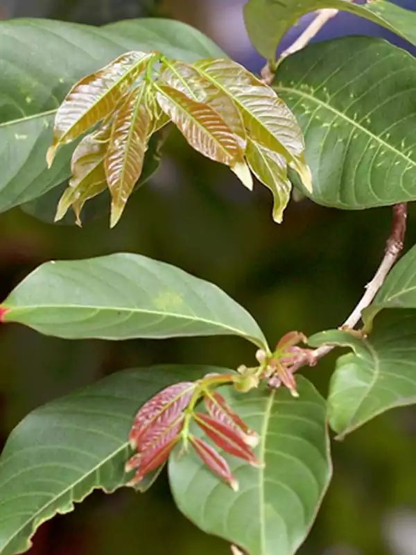 Lagerstroemia speciosa