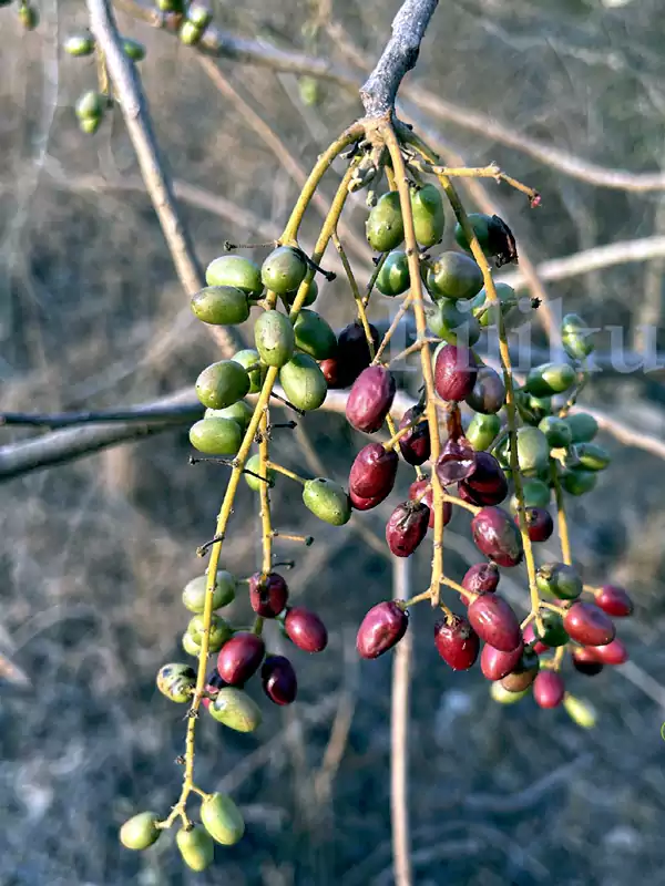 Lannea coromandelica