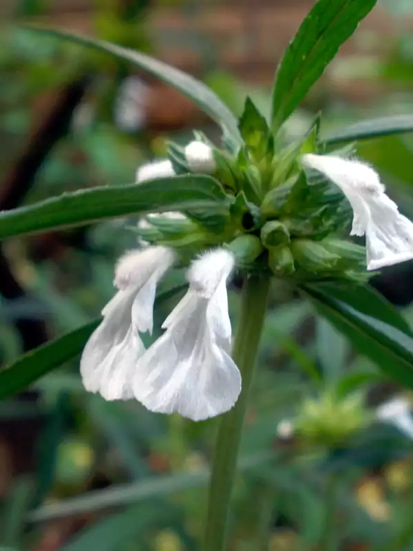 Leucas aspera