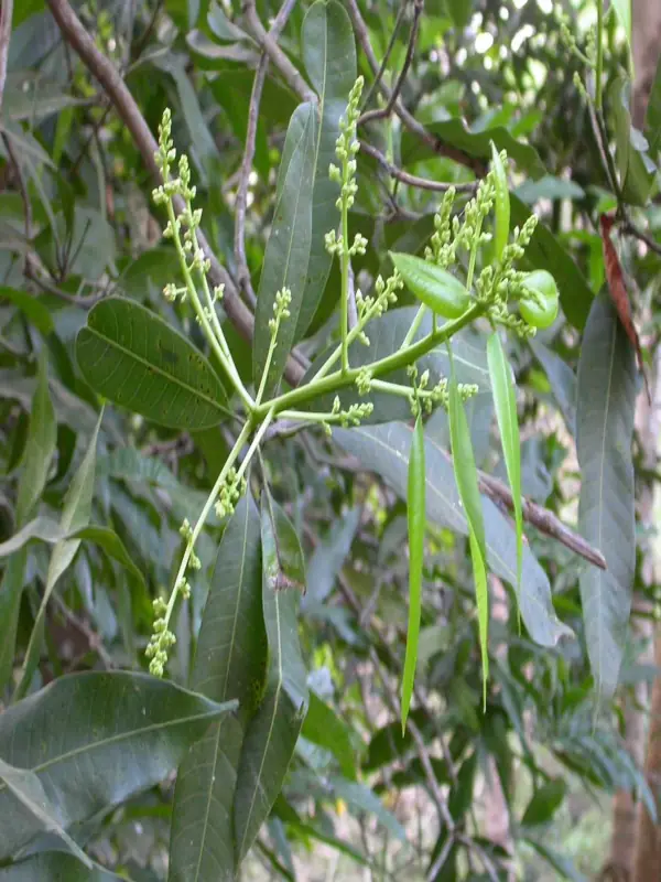 Mangifera indica