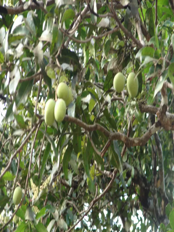 Mangifera indica