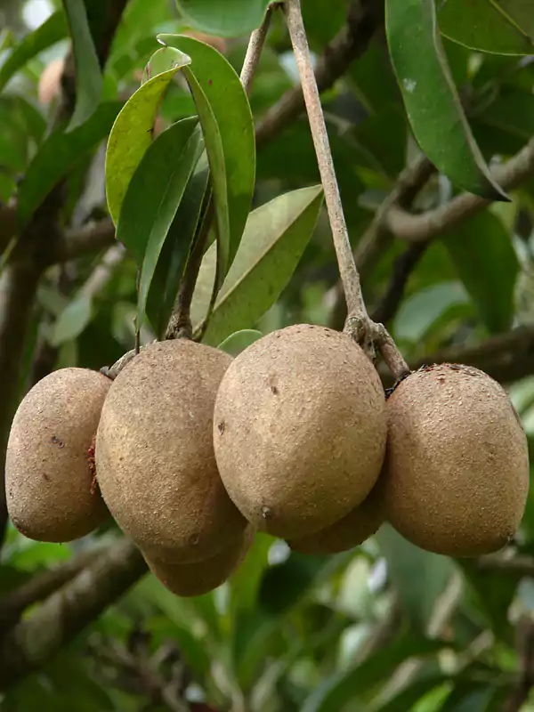 Manilkara zapota