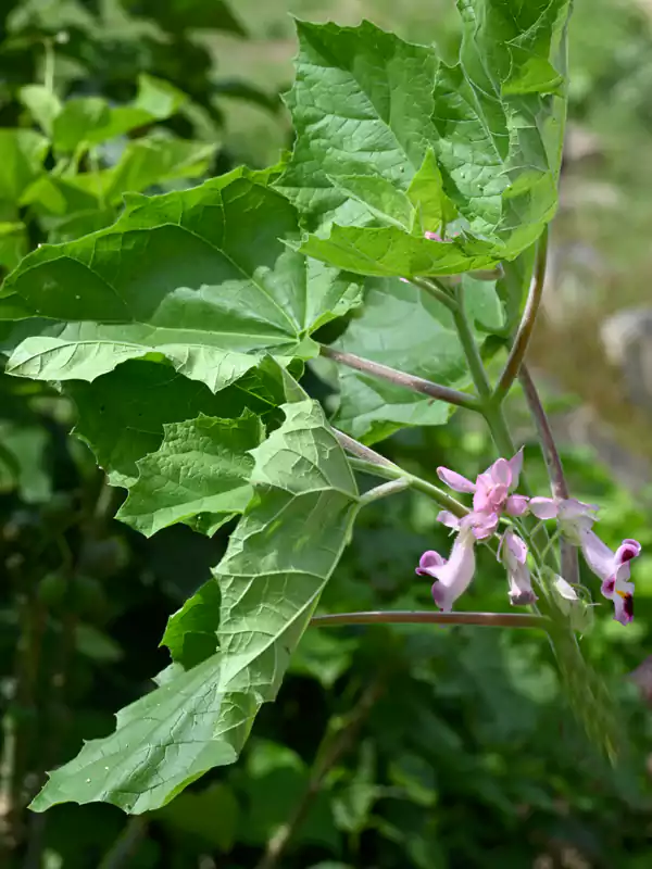 Martynia annua