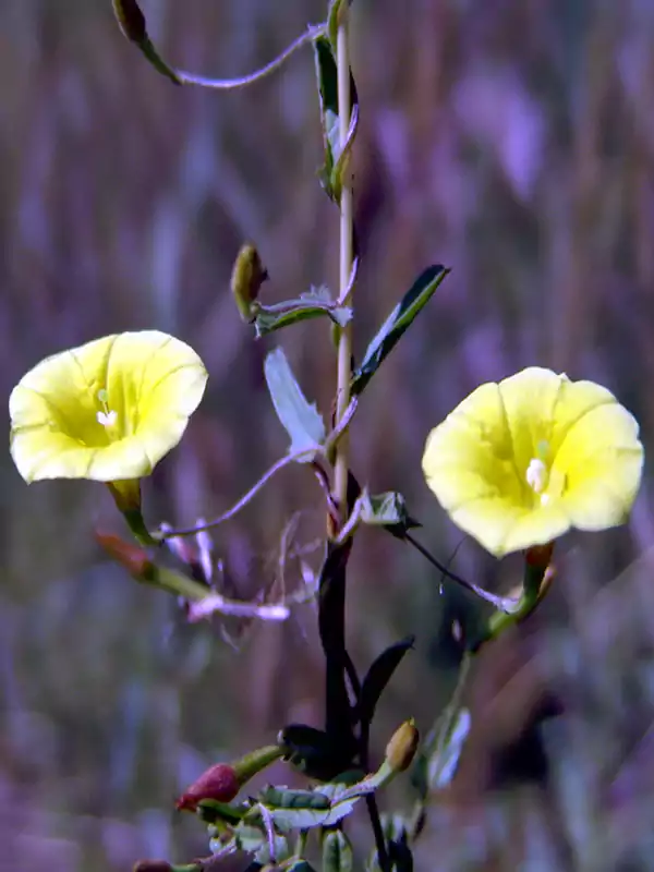 Merremia tridentata