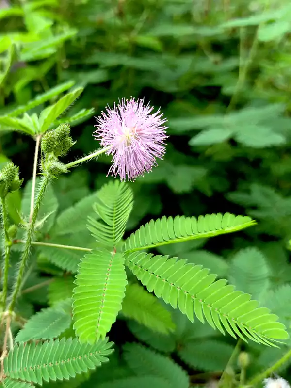 Mimosa pudica