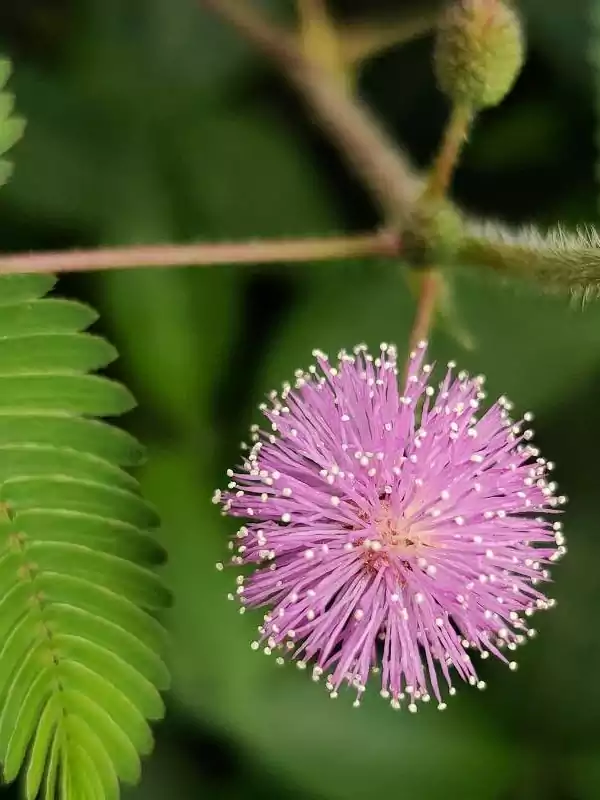 Mimosa pudica