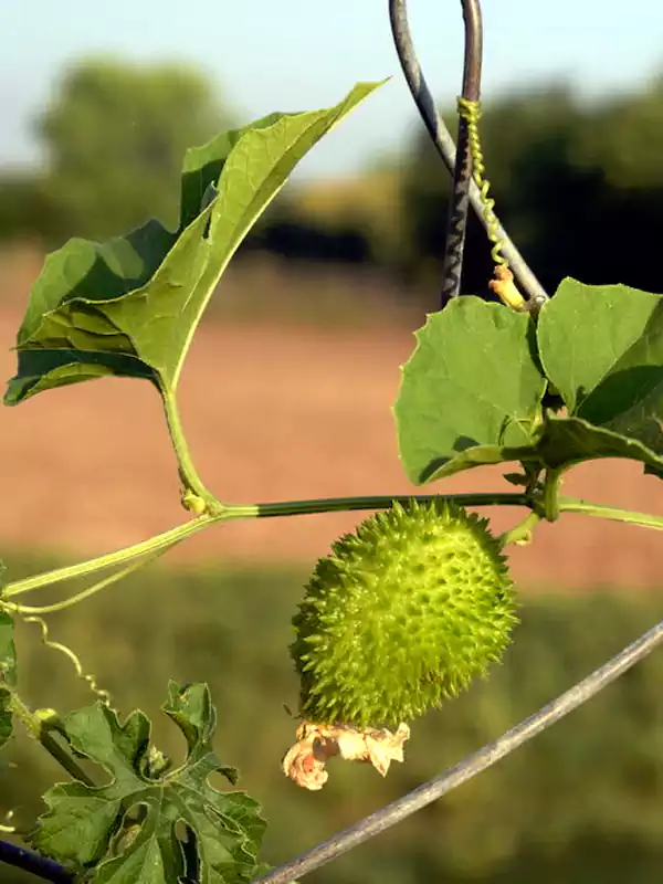 Momordica dioica