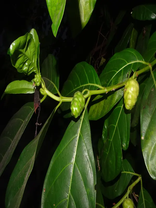 Morinda citrifolia