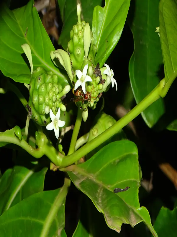 Morinda citrifolia