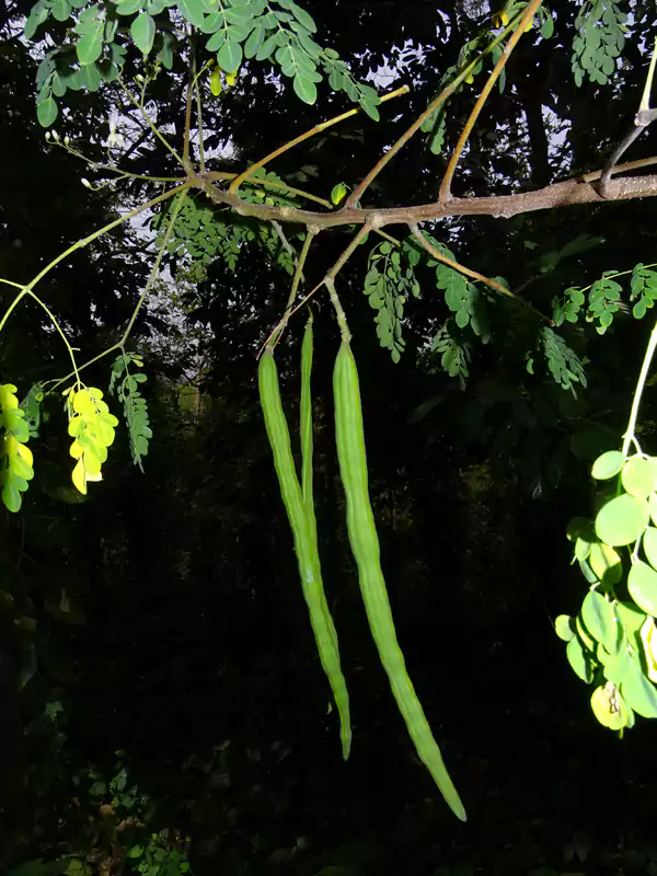 Moringa pterygosperma