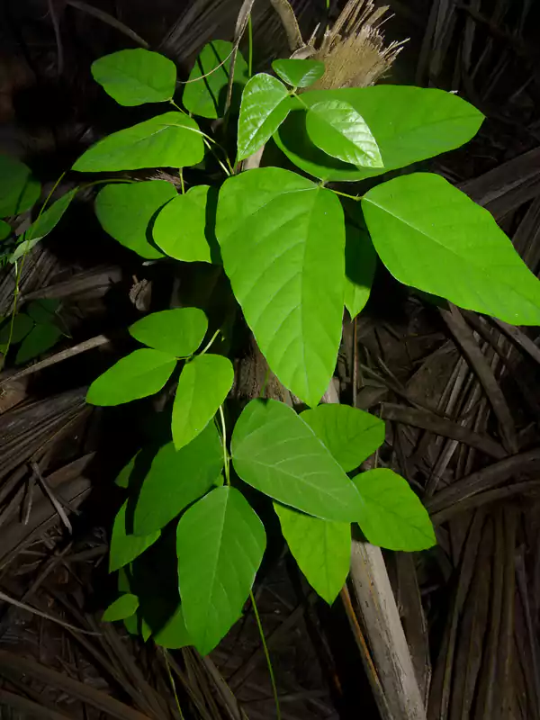 Mucuna pruriens