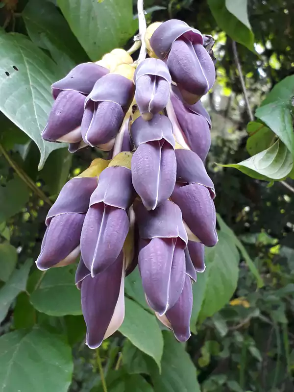 Mucuna pruriens