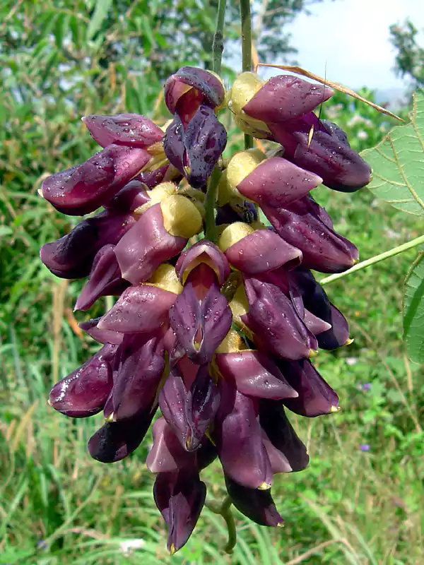 Mucuna pruriens