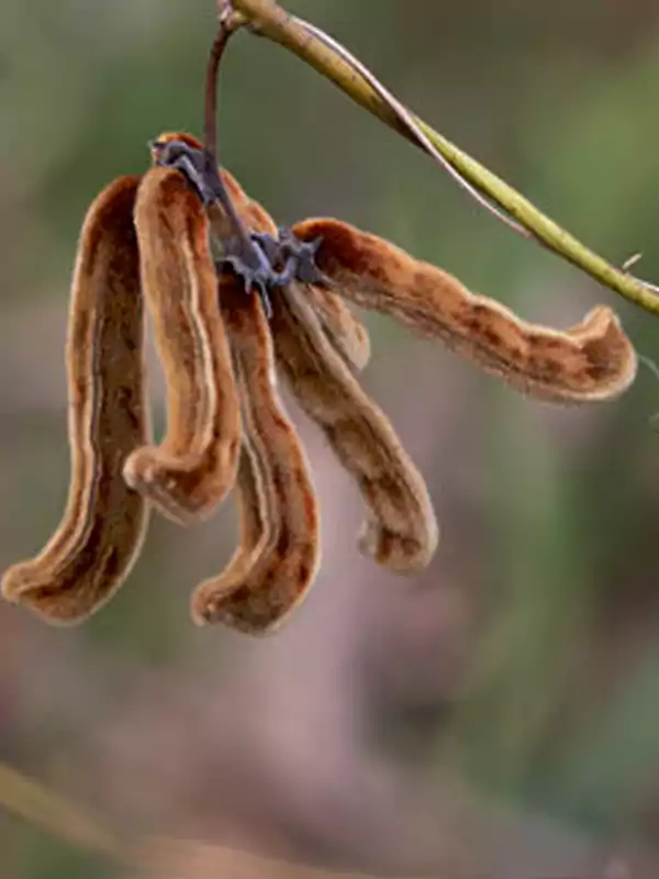 Mucuna pruriens