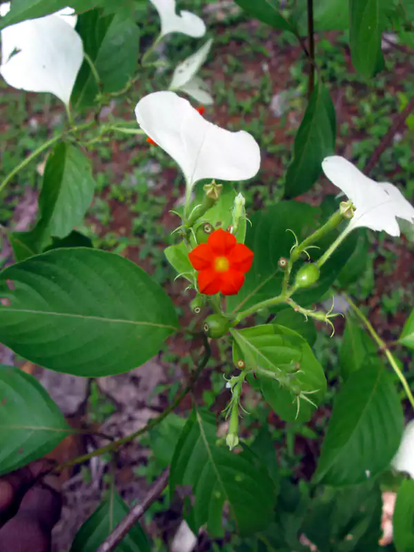 Mussaenda frondosa