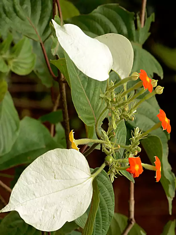 Mussaenda frondosa