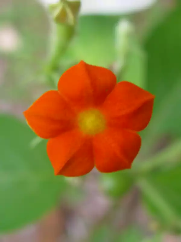 Mussaenda frondosa