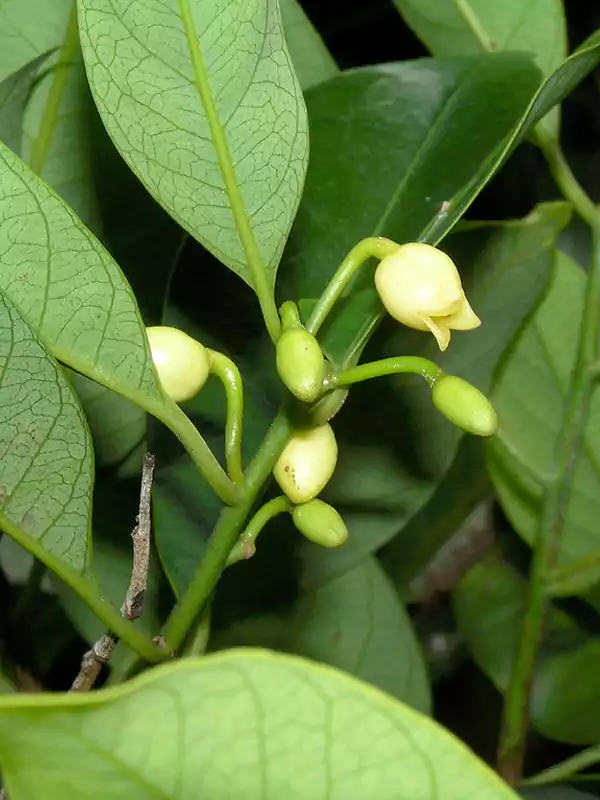 Myristica fragrans