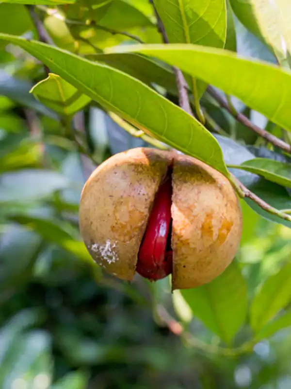 Myristica fragrans