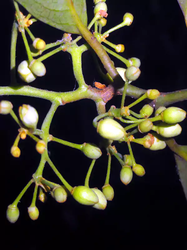 Myristica malabarica