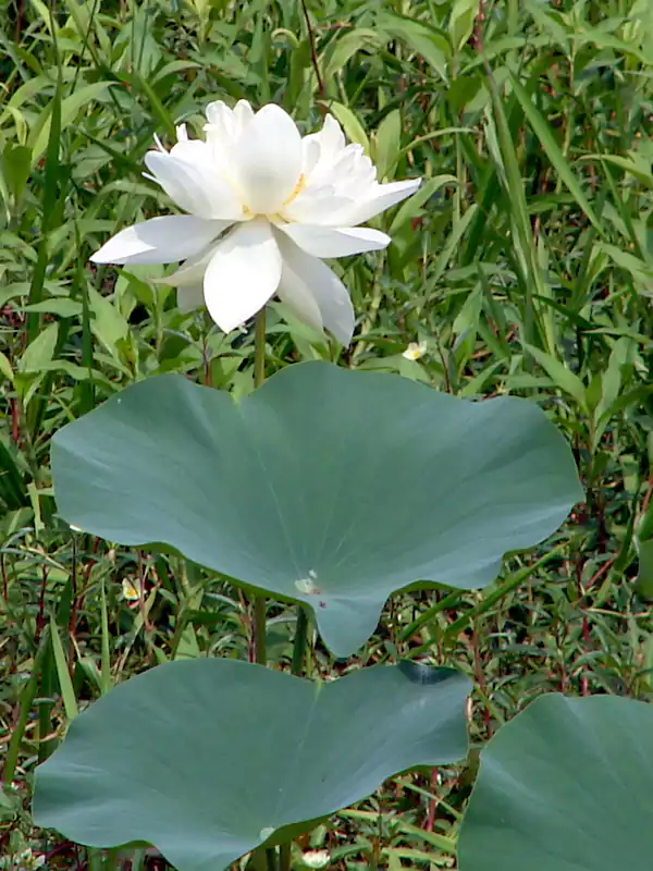 Nelumbo nucifera