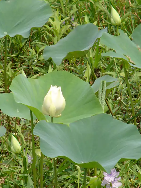 Nelumbo nucifera