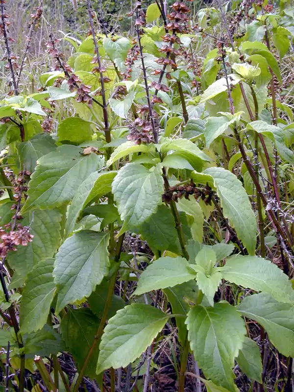 Ocimum basilicum