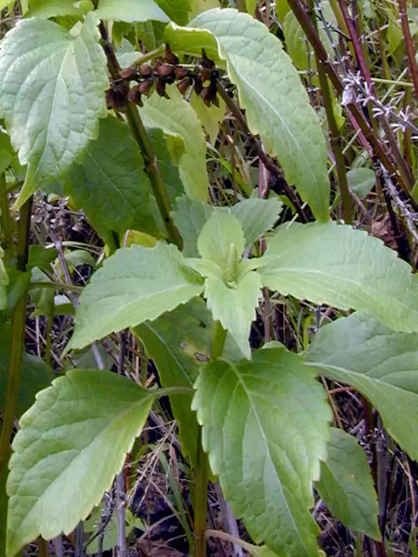 Ocimum basilicum