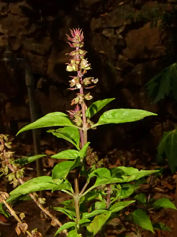 Ocimum basilicum