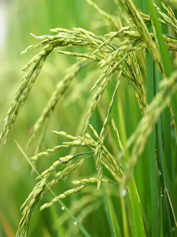 Oryza sativa