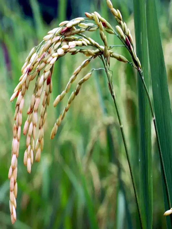 Oryza sativa