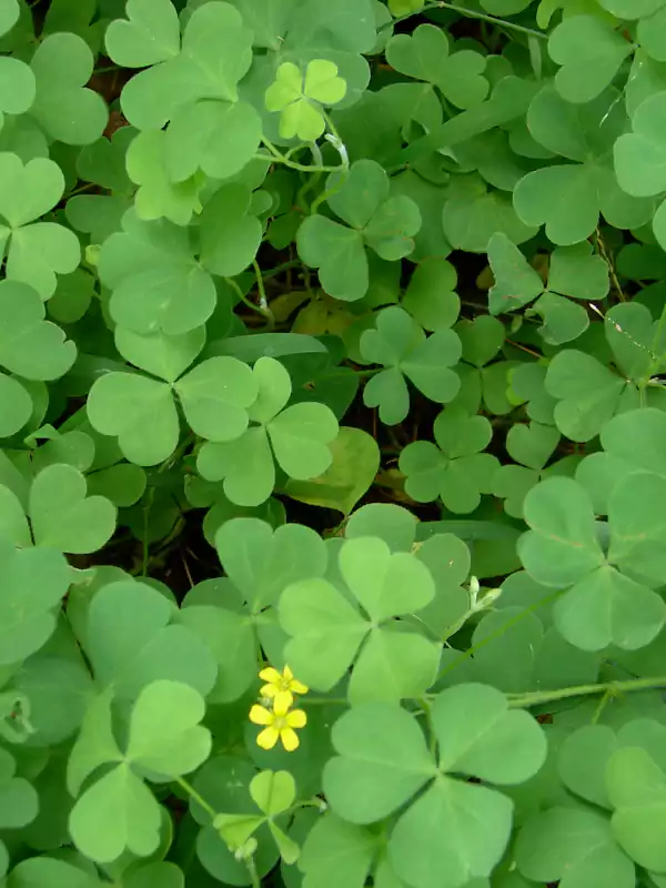 Oxalis corniculata