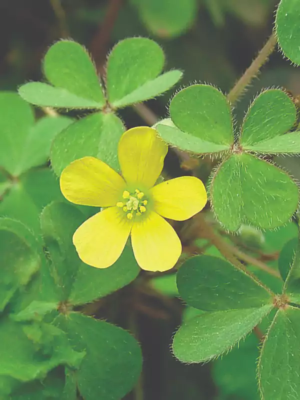 Oxalis corniculata