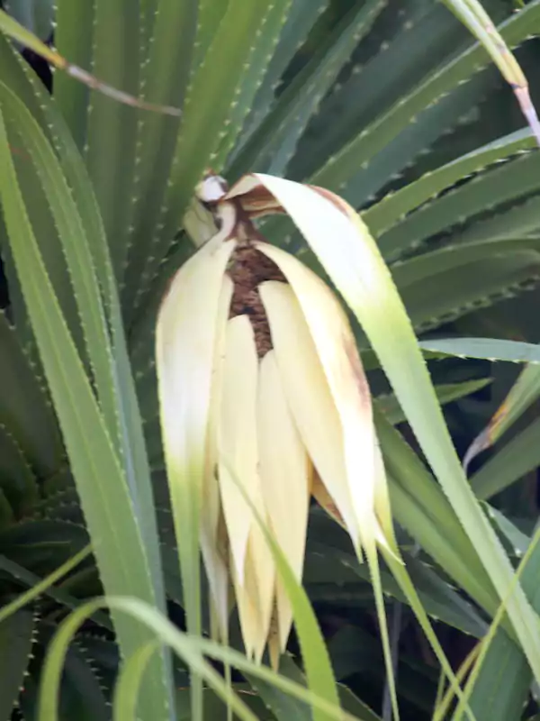 Pandanus odorifer