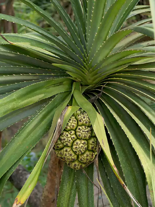 Pandanus odorifer