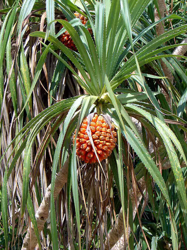 Pandanus odorifer