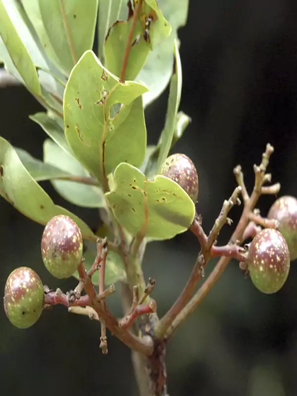 Persea macrantha