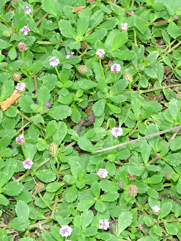 Phyla nodiflora