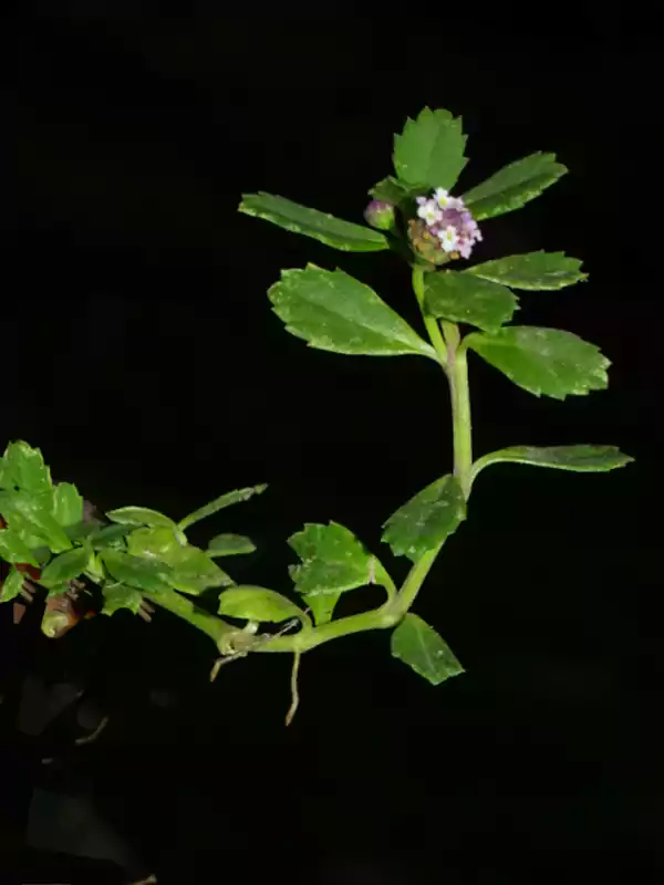 Phyla nodiflora